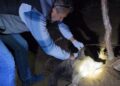 Млада кафеава мечка спасена од нелегална стапица и вратена во природата